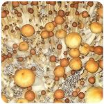 Псилоцибиновые (галлюциногенные)  грибы Psilocybin "Golden Teacher" в Староминской