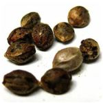Семена марихуаны АК-47  (Seeds AK-47) в Староминской